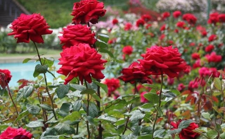 Chandigarh Rose garden